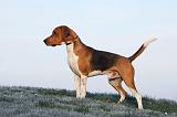 BEAGLE HARRIER 010